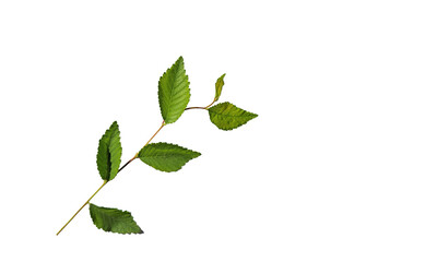 A field elm branch in spring isolated on white background
