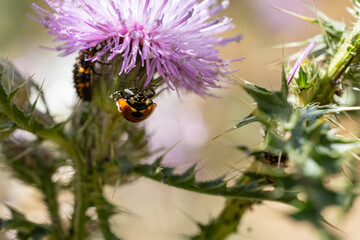 Marienk&auml;fer an Blume