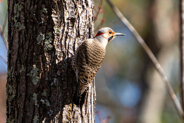 Northern Flicker on tree