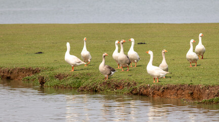 Image taken at Barigui Park in Curitiba, Paraná, Brazil.	