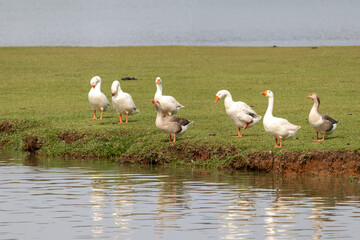 Image taken at Barigui Park in Curitiba, Paraná, Brazil.