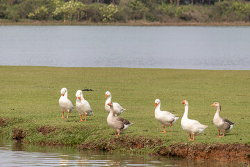 Image taken at Barigui Park in Curitiba, Paraná, Brazil.	