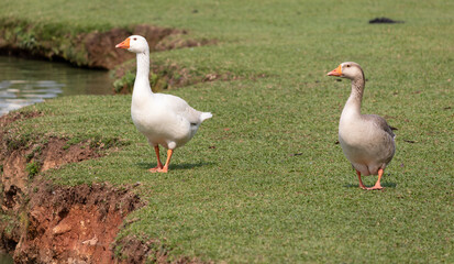 Image taken at Barigui Park in Curitiba, Paraná, Brazil.
