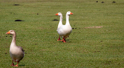 Image taken at Barigui Park in Curitiba, Paraná, Brazil.	