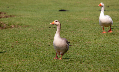 Image taken at Barigui Park in Curitiba, Paran&aacute;, Brazil.	