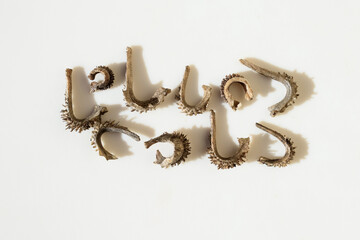 Seeds of Calendula officinalis flower close up, white background