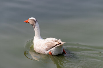 Image taken at Barigui Park in Curitiba, Paraná, Brazil.
