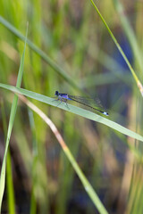 Libelle