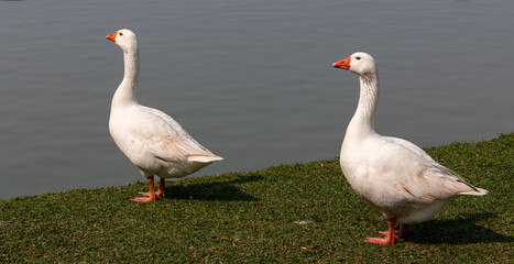 Image taken at Barigui Park in Curitiba, Paraná, Brazil.	