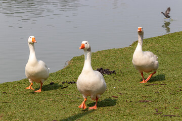 Image taken at Barigui Park in Curitiba, Paraná, Brazil.	