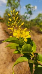 Obraz premium Yellow flower found in the Jalapão biome, in the state of Tocantins, Brazil. It has green leaves with small spots.