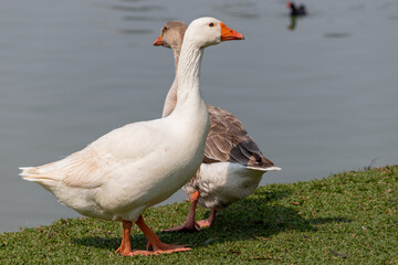 Image taken at Barigui Park in Curitiba, Paraná, Brazil.	