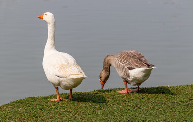 Image taken at Barigui Park in Curitiba, Paraná, Brazil.	