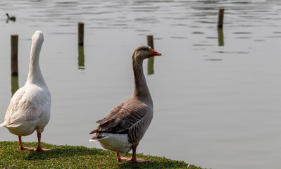 Image taken at Barigui Park in Curitiba, Paraná, Brazil.	