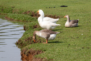 Image taken at Barigui Park in Curitiba, Paraná, Brazil.