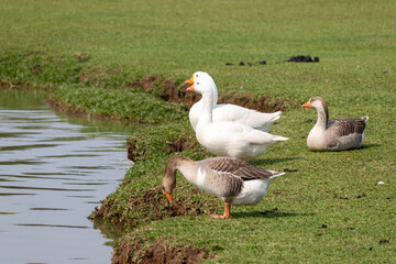 Image taken at Barigui Park in Curitiba, Paraná, Brazil.	