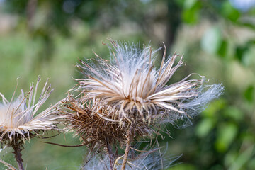 Vertrocknete Distel
