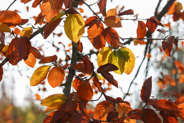 Branch with autumn-colored beech leaves in backlight