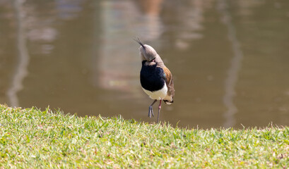 Image taken at Barigui Park in Curitiba, Paraná, Brazil.