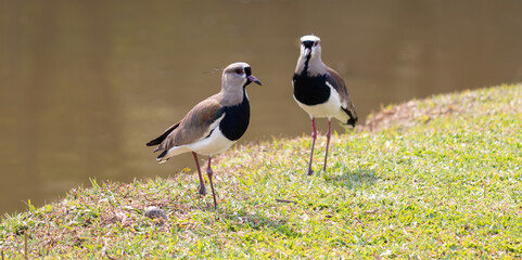 Image taken at Barigui Park in Curitiba, Paraná, Brazil.