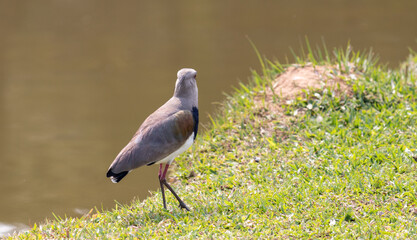 Image taken at Barigui Park in Curitiba, Paraná, Brazil.	