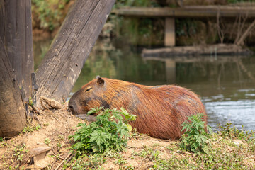 Image taken at Barigui Park in Curitiba, Paraná, Brazil.	