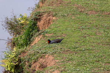 Image taken at Barigui Park in Curitiba, Paran&aacute;, Brazil.	