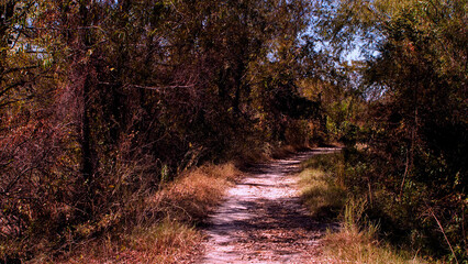 Footpath In Woods_OLM0213
