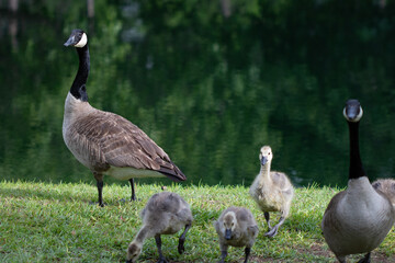 Mother goose walking beside pond with babies in tow