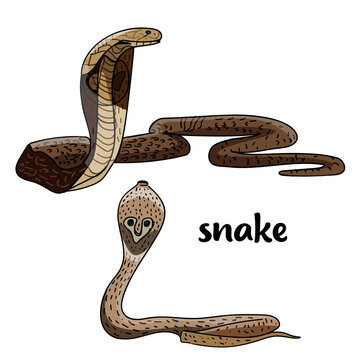 Snakes vector illustration set. Snake species cartoon clipart set in flat style. Garter snake, ball python, boa constrictor, king cobra flat vector design. Wild animals concept