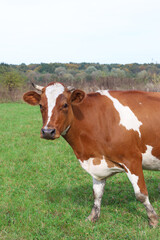 Obraz premium Cows graze in the pasture. Agriculture. Cattle breeding.