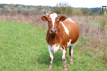 Cows graze in the pasture. Agriculture. Cattle breeding.