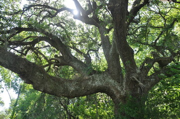 Oak Tree with Spanish Moss