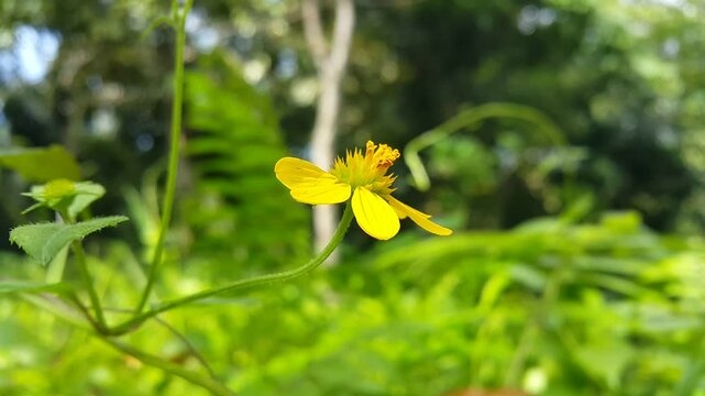 Yellow flower in the garden (Wedelia chinensis, Melanthera biflora, melanthera, wollastonia biflora, wedelia prostrata, Sphagneticola calendulcea). World Nature Conservation Day on July 28.