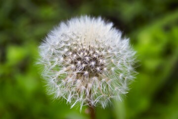 The seedhead of dandelion flower in Nagano, Japan