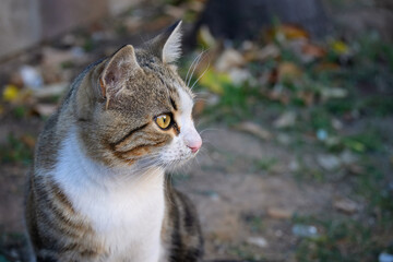 Alert Tabby Cat Outdoors in Autumn