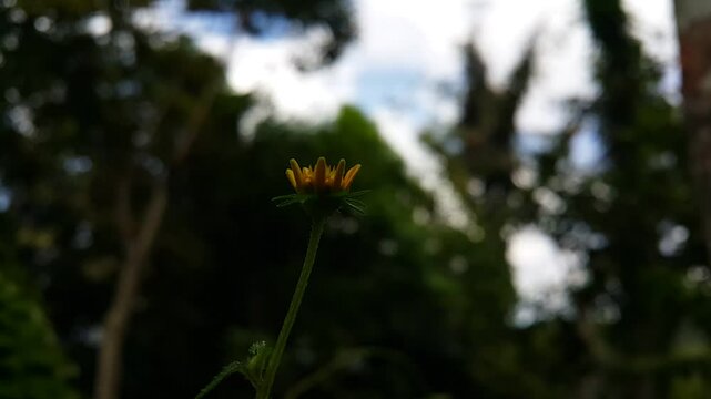 Cinematic footage of Melanthera biflora flowers from a low angle, Focus on the foreground. 4K footage shot in tropical rainforest. Yellow flower. dandelion in the wind.