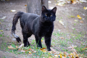 Black Cat Standing Outdoors in Autumn
