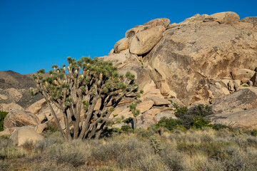 Joshua Tree NP