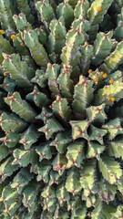 Fototapeta premium Cactus from above