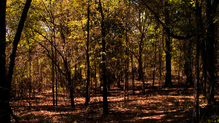 Fototapeta premium Trees In Dense Forest_OLM0229