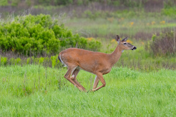 Obraz premium deer in the woods