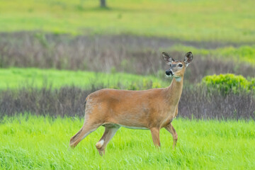 deer in the woods
