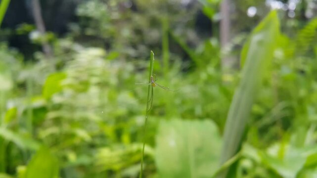 Long-jawed orb weavers or long jawed spiders (Tetragnathidae) are a family of araneomorph spiders. They have elongated bodies, legs, and chelicerae, and build small orb webs with a few open hubs.