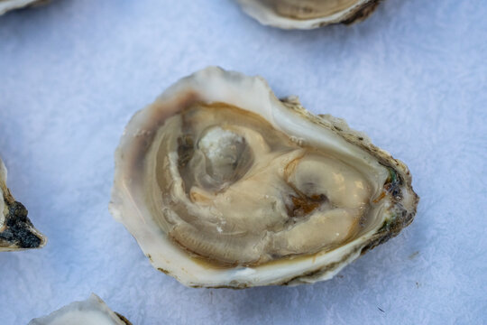 Oysters in the shell and oyster knife 