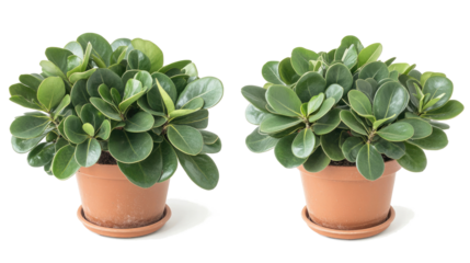 Modern Green Plants in Terracotta Pots for Home Interior Decoration Generative AI