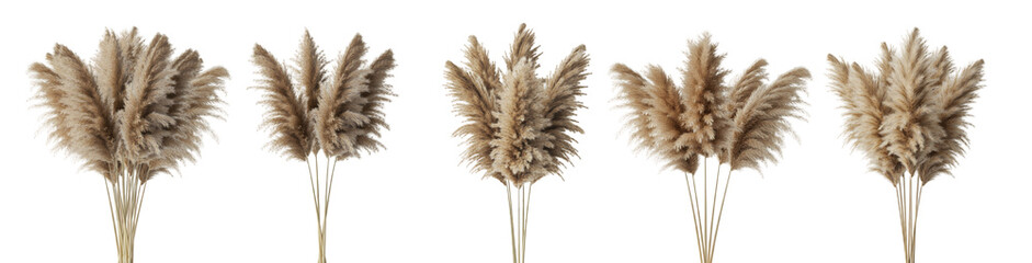 Pampas Grass Arrangements On Transparent Background
