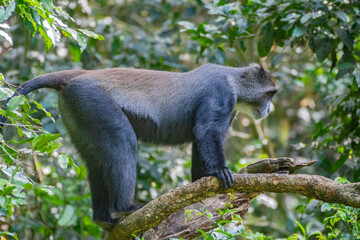 A black and white Bearded monkey, Arusha National Park, Tanzania
