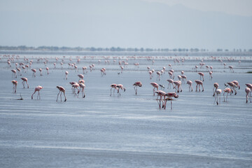 Fototapeta premium Flock of flamingos in water with mountains in background, Lake Natron, Tanzania