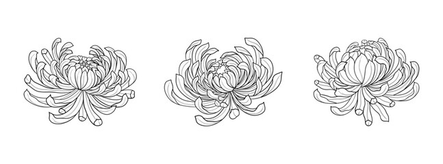 Set of Chrysanthemum flower line art vector. Floral decorative elements with contour bloom branches, modern botanical graphic collection. Vector isolated set